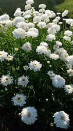 Close-up of white flowers blooming outdoors