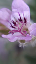 Close-up of pink rose flower