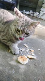 Close-up of cat eating food on street