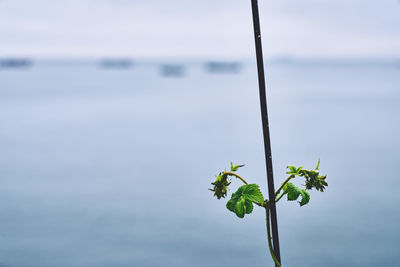 Close-up of plant against lake