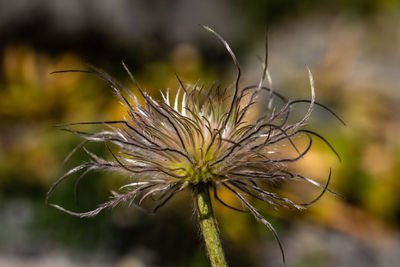 Close-up of wilted plant on field