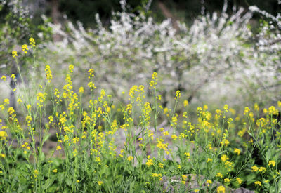 Yellow flowering plants on field