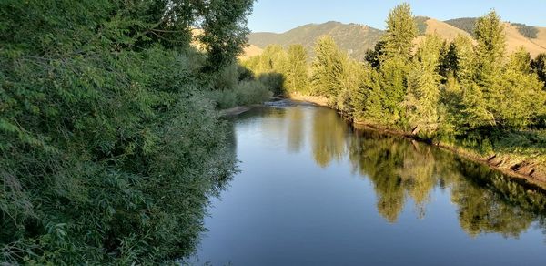 Scenic view of river amidst trees