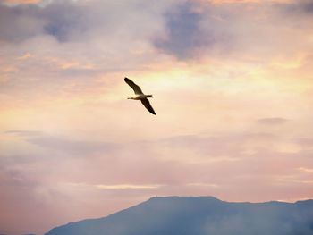 Low angle view of bird flying in sky