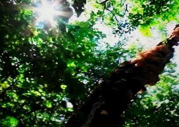 Low angle view of trees growing in forest