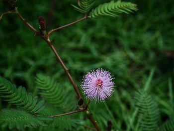 Close-up of flower against blurred background