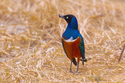 Close-up of bird perching on grass