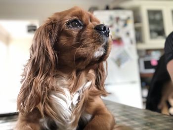 Close-up of dog looking away at home