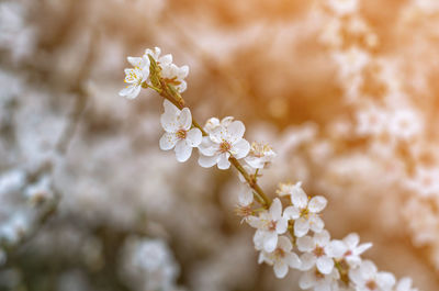 Flowering small white flowers on branches, sakura, cherry, plum