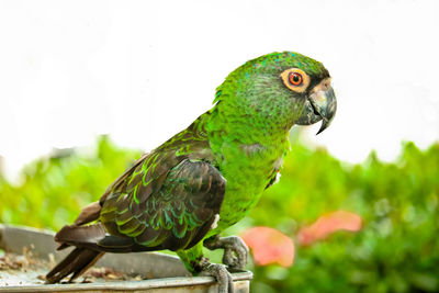 Close-up of parrot perching on branch