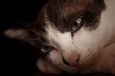 Close-up portrait of a cat