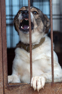 animal