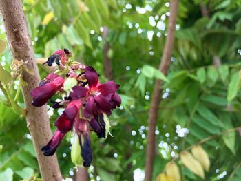 Close-up of honey bee on flower tree