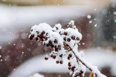 Close-up of snow covered branch during winter