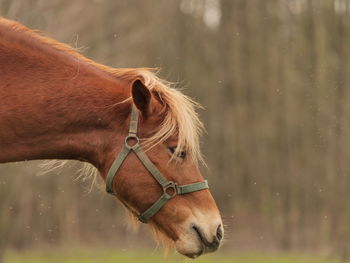 Close-up of horse standing outdoors