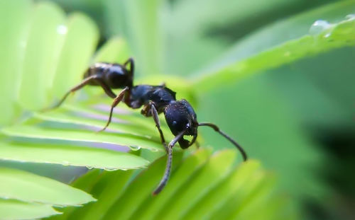Close-up of insect on leaf
