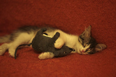 Cat sleeping on carpet