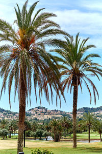 Palm trees against sky