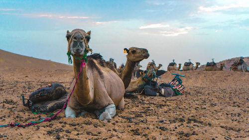 Panoramic view of people relaxing on sand