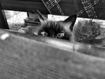 Portrait of cat relaxing on floor