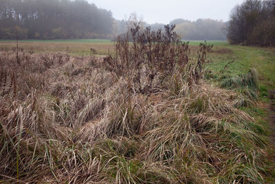 Plants growing on field against sky