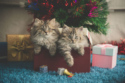 Portrait of cats in box against christmas decoration