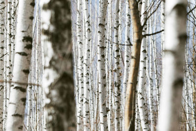 Spring forest with white birch trees. russia, march.