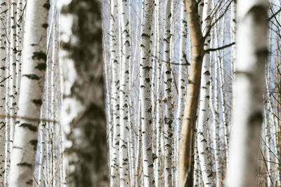 Close-up of bamboo trees in forest