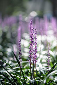 Close-up of purple crocus blooming outdoors
