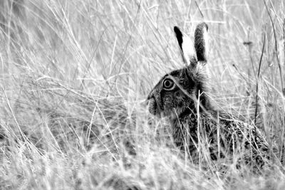 Close-up of rabbit on grass