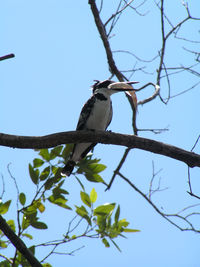 Low angle view of bird perching on tree against clear sky
