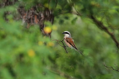 Bird perching on a tree