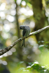 Bird perching on a branch