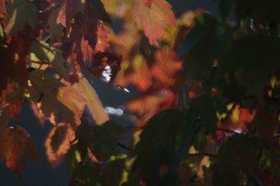 Close-up of maple leaves on branch