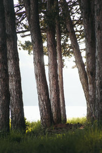 Trees growing in forest