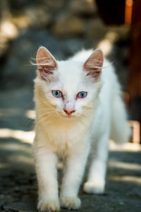 Close-up portrait of cat