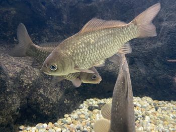 Fish swimming in sea
