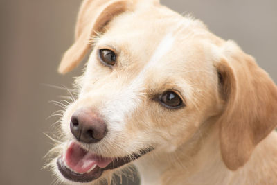 Close-up portrait of dog