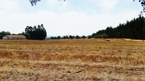 Scenic view of field against sky