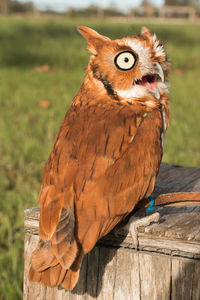 Close-up portrait of owl perching outdoors