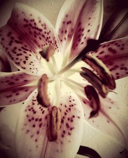 Close-up of white flower