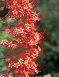 Close-up of red flowering plant