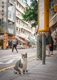 A cat standing on street