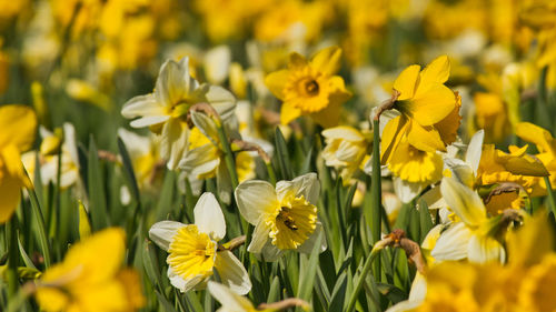 Close-up of yellow flowering plants on field