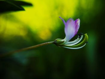 Close-up of purple flower growing outdoors