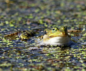 Close-up of frog in water