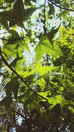 Low angle view of tree against sky