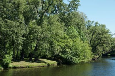 Trees by lake in forest against sky