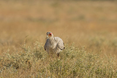 Bird in a field