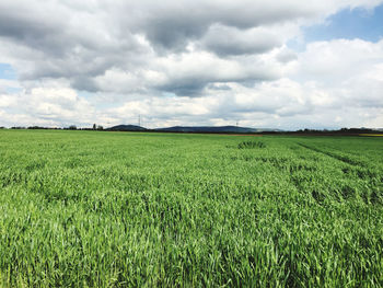 Scenic view of agricultural field against sky